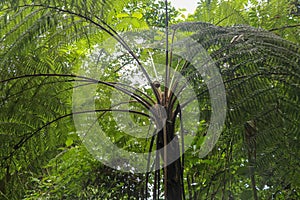 Crown of tropical tree Cyathea Arborea. Close up of branches of photo