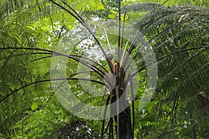 Crown of tropical tree Cyathea Arborea. Close up of branches of photo