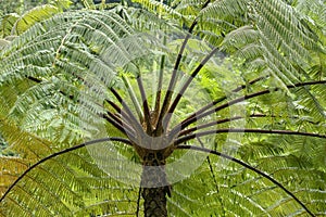 Crown of a tropical tree. A large fern in the rainforest. Cyathe