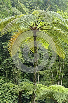 Crown of a tropical tree. A large fern in the rainforest. Cyathe