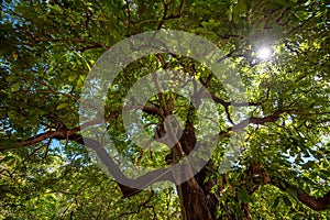 Crown of tropical tree with sunrays