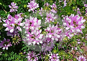 Crown vetch (Coronilla varias)