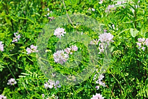 Crown Vetch (Securigera varia or Coronilla varia)