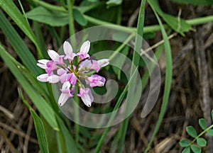 Crown Vetch â€“ Securigera varia