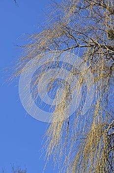 Crown of weeping willow against blue sky in early spring
