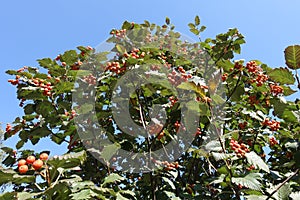 Crown of whitebeam tree against the sky