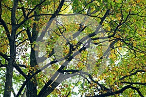 Crown of wood with branches Oak in the early autumn. Autumn background with an oak a close up.