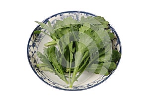 Crowndaisy chrysanthemum