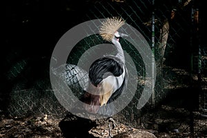 Crowned bird closeup