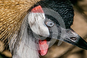 Crowned crane closeup