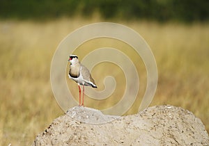 Crowned Bird on her Soap Box.