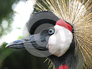 Crowned Crane 02