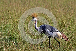 Crowned Crane   10052