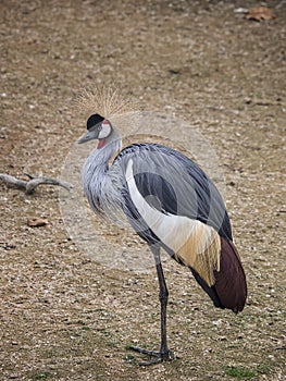 Crowned crane