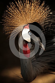 Crowned crane