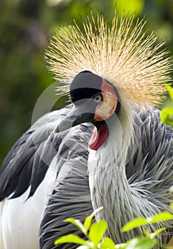 Crowned crane