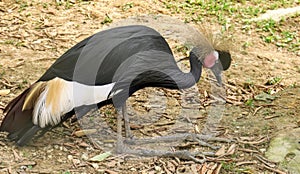 Crowned crane