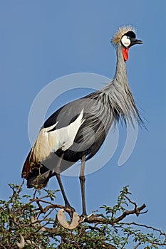 Crowned crane