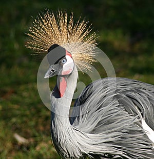 Crowned crane