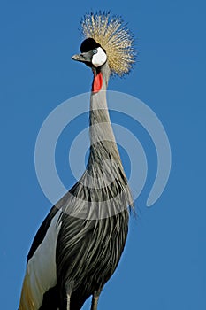 Crowned crane