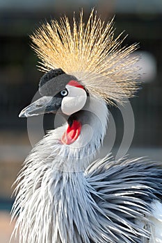 Crowned crane