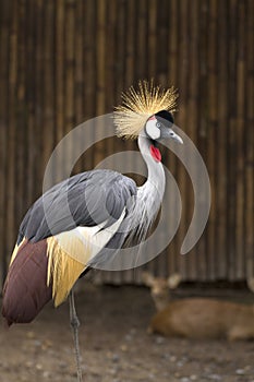 Crowned crane