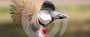 Crowned Crane