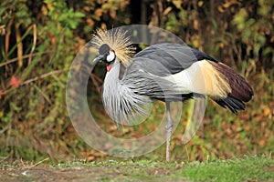 Crowned crane