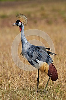 Crowned Crane