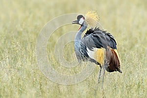 Crowned crane