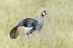 Crowned crane