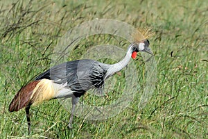 Crowned crane