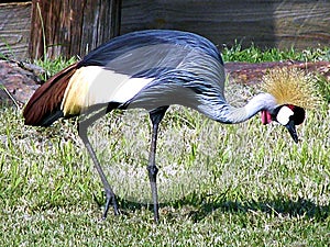 Crowned Crane