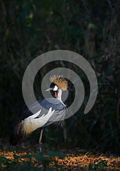 Crowned crane