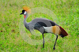 Crowned Crane