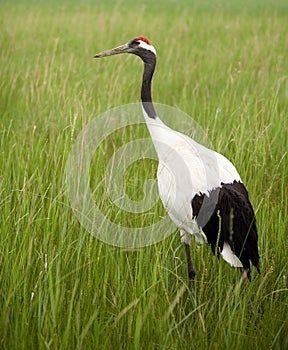 Crowned crane