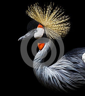 Crowned Crane