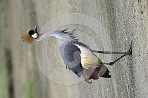 Crowned Crane