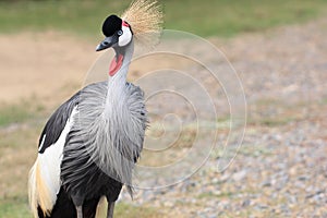 Crowned Crane(African Crowned Crane)