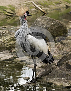 Crowned crane Balearica pavonina