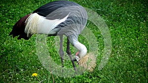 Crowned crane Balearica pavonina eats