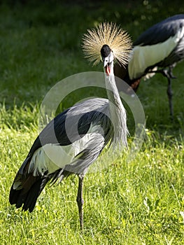 Crowned-Crane, Balearica pavonina gibberifrons, is the most beautiful crane