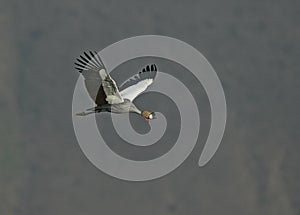 Crowned crane, Balearica pavonina photo