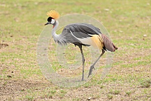 Crowned Crane - Balearica regulorum