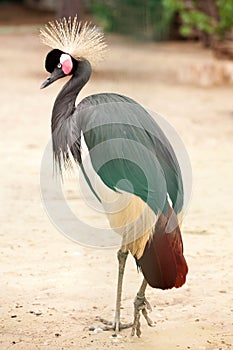 Crowned Crane (Balearica Regulorum)