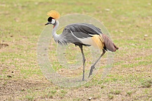 Crowned Crane - Balearica regulorum photo