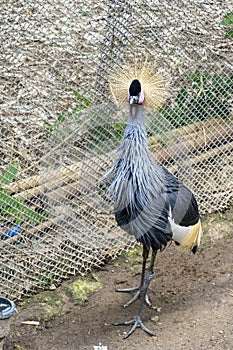 crowned crane, Balearica regulorum, inside a mesh cage at the zoo, a bird with brightly colored feathers, Mexico