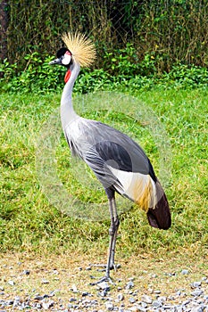 Crowned Crane Bird