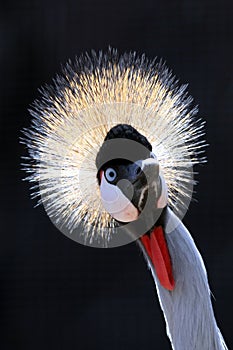 Crowned Crane Bird