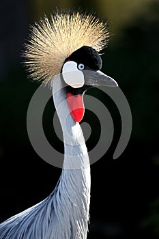 Crowned Crane Bird